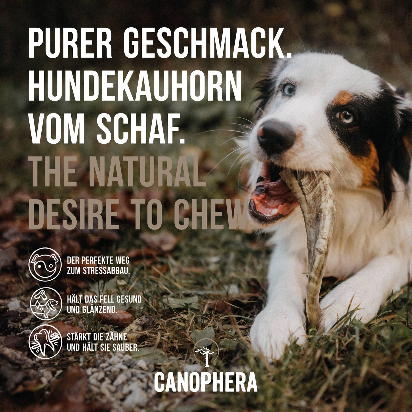 Kauwhoorn van een herdershond.