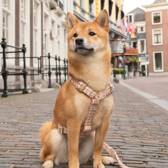 Lima harness