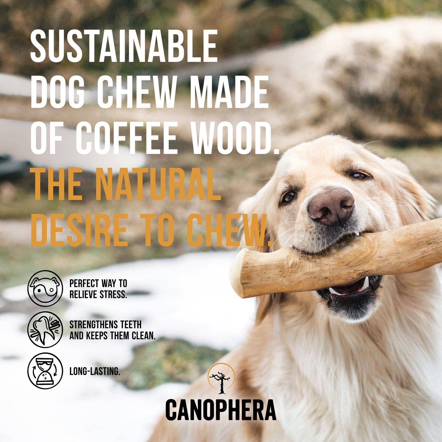 CANOPHERA GmbH - Hondenkluif van koffiebomenhout