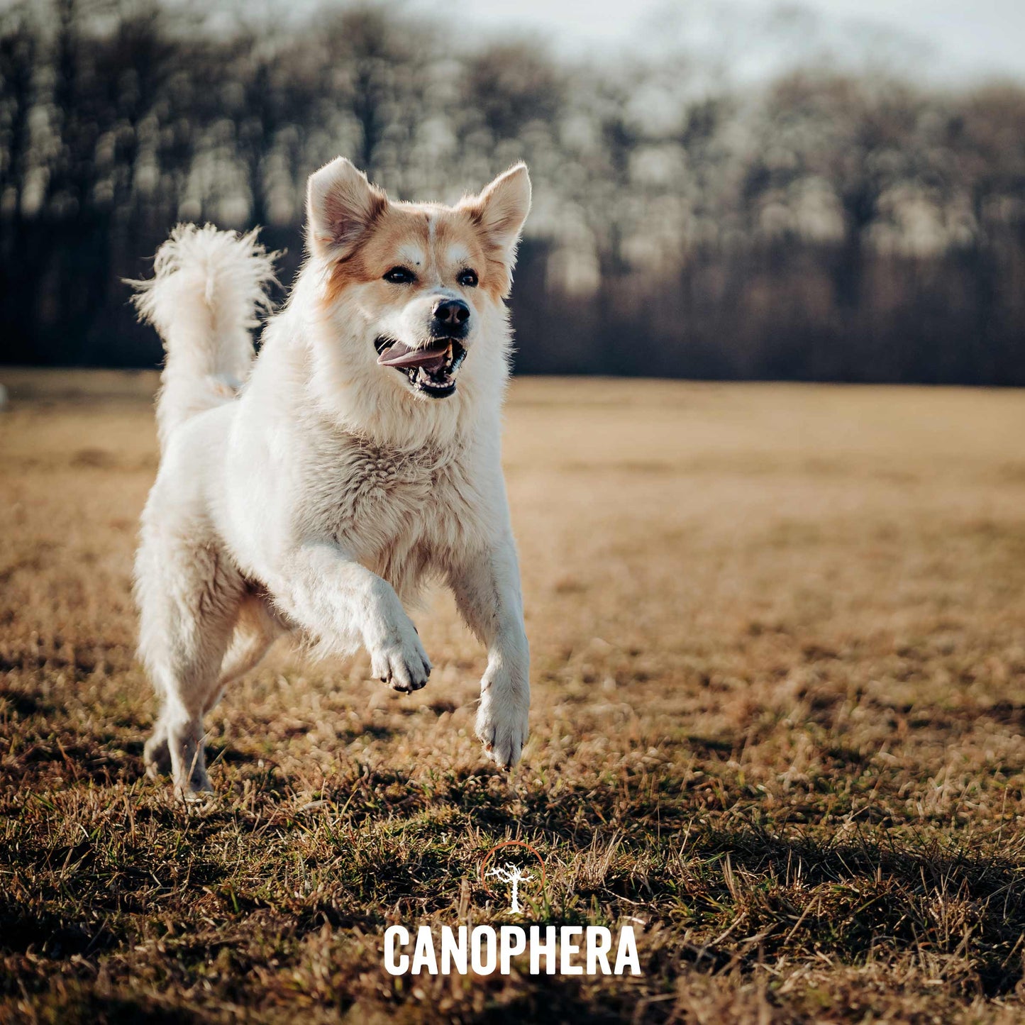 CANOPHERA GmbH - Hondenkauwstok van briarwortel