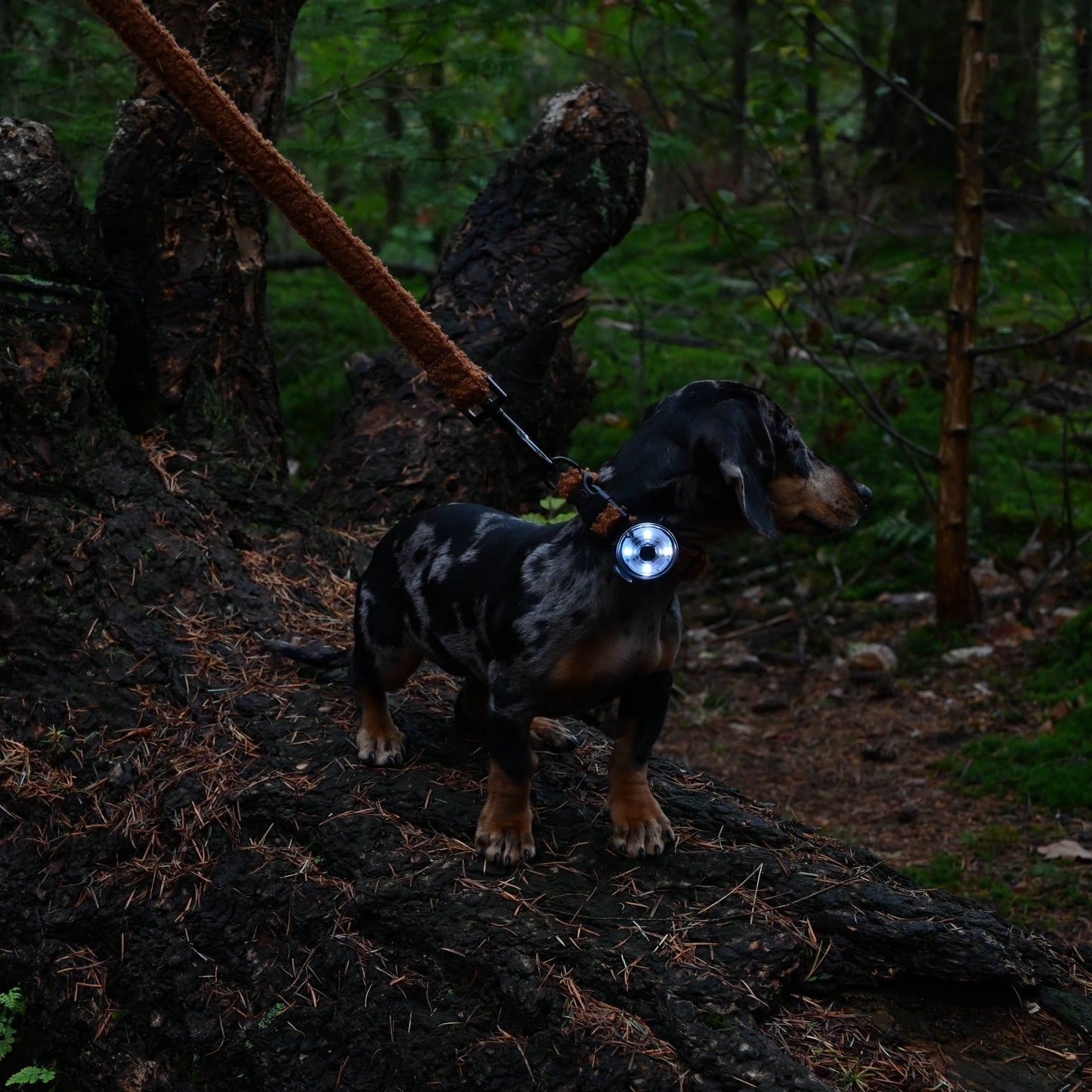 Trimmi - Honden lampje