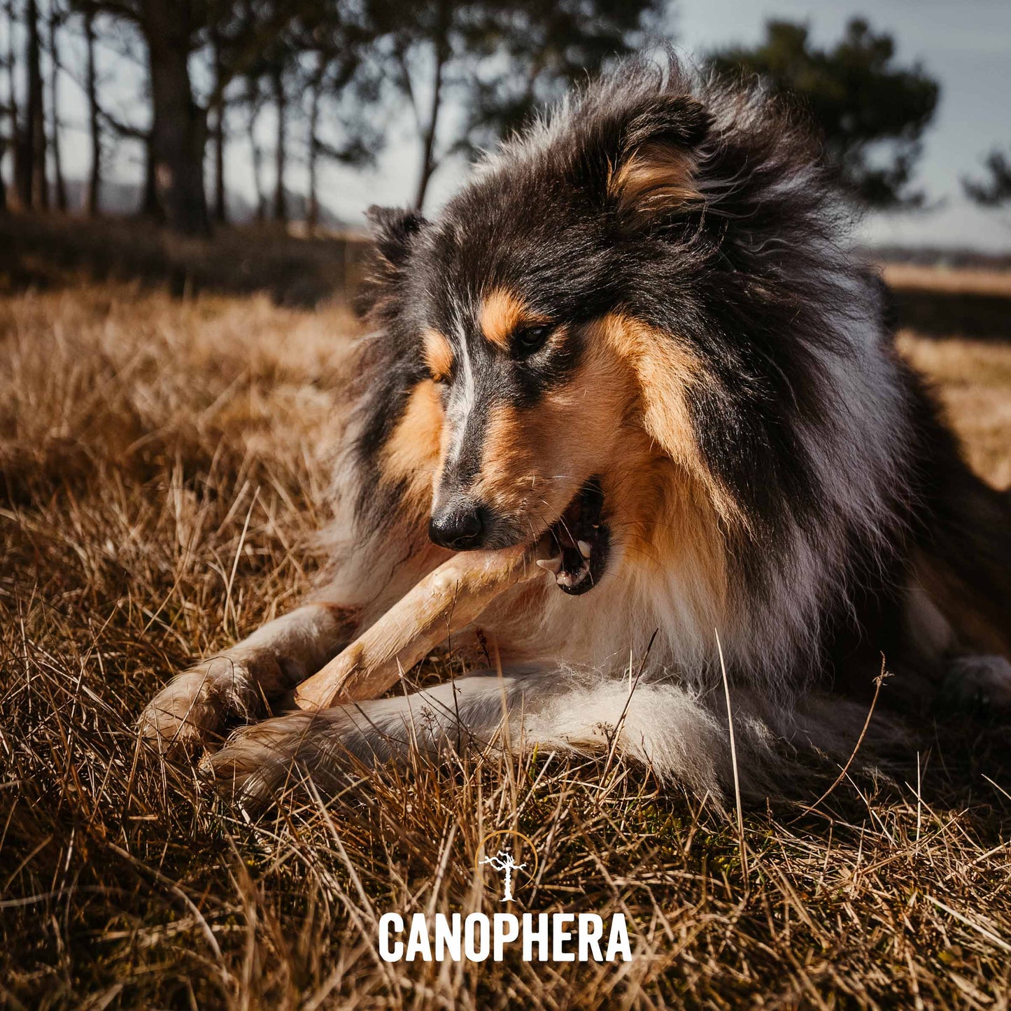 CANOPHERA GmbH - Hondenkluif van koffiebomenhout